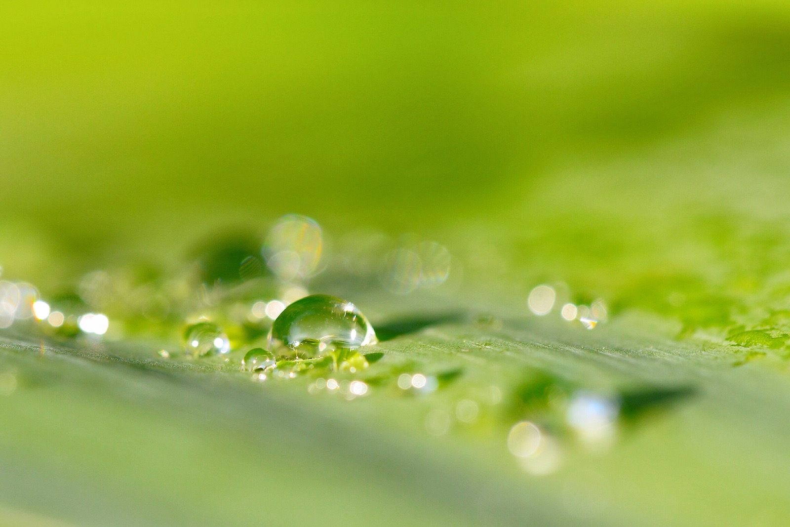 Green Water Drops - Ver-tech Labs